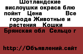 Шотландские вислоушки окраса блю пойнт › Цена ­ 4 000 - Все города Животные и растения » Кошки   . Брянская обл.,Сельцо г.